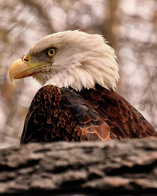 Wall Art featuring the photograph Bald Eagle In A Tree by Flees Photos