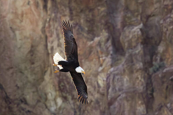 Bald Eagle in Flight Wall Art