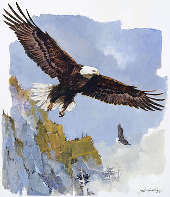 Bald Eagle In Flight Print