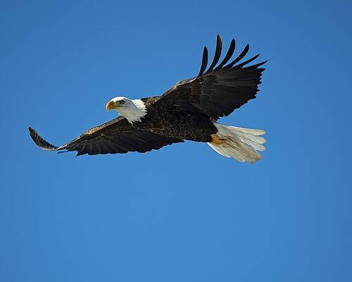 Majestic Bald Eagle in Flight Photograph
