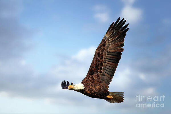 Bald Eagle in Flight Photograph