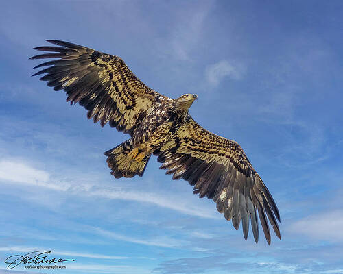 Wing Photograph - Bald Eagle Juvenile by Joe Fisher