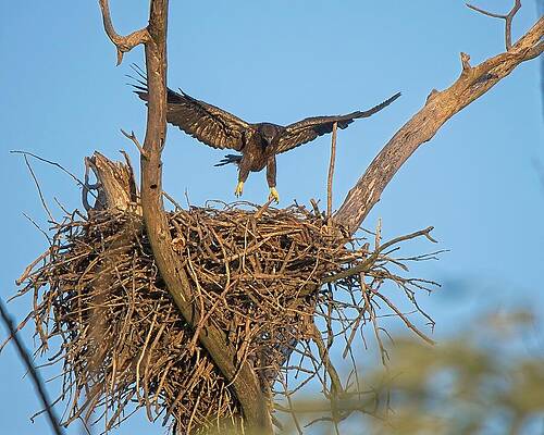 Wall Art featuring the photograph Bald Eagle Juvenile. UW Arboretum, Madison, WI. 3 by Steven Ralser