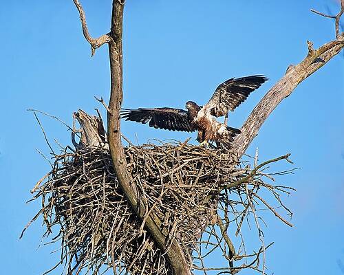 Wall Art featuring the photograph Bald Eagle Juvenile. UW Arboretum, Madison, WI. 4 by Steven Ralser