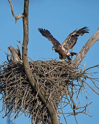 Wall Art featuring the photograph Bald Eagle Juvenile. UW Arboretum, Madison, WI. by Steven Ralser