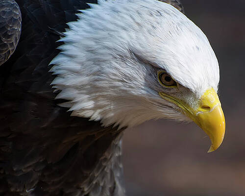Majestic Bald Eagle Close-Up Wall Art