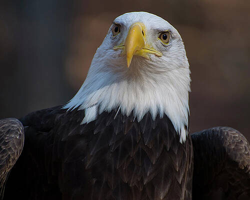 Wall Art featuring the photograph Bald Eagle Looking Right by Flees Photos