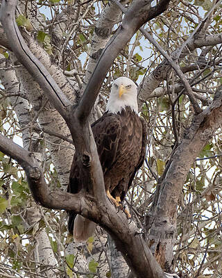 Animal Wall Art featuring the photograph Bald Eagle by Matt Halvorson