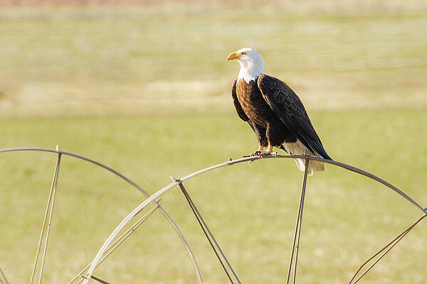 California Wall Art featuring the photograph Bald Eagle On A Wheel Line - Lassen County California by Mike Lee