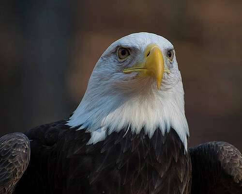 Wall Art featuring the photograph Bald Eagle Perched by Flees Photos