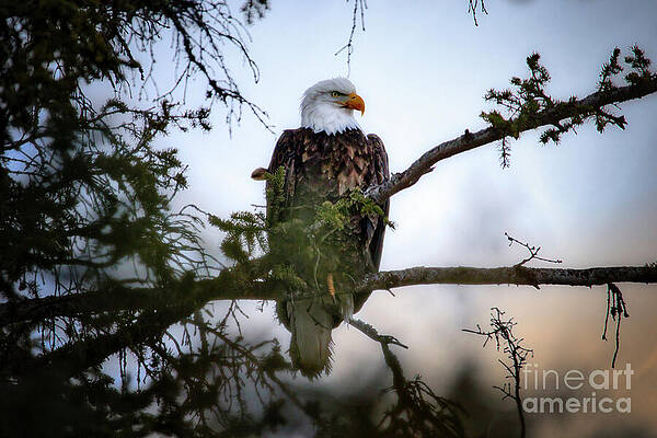 Bald Eagle Perched on a Tree Branch Photograph