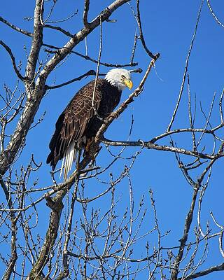 Bald Eagle Perched on Branch Photograph