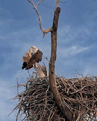 Wall Art featuring the photograph Bald Eagle Preening, UW Arboretum, Madison, WI by Steven Ralser