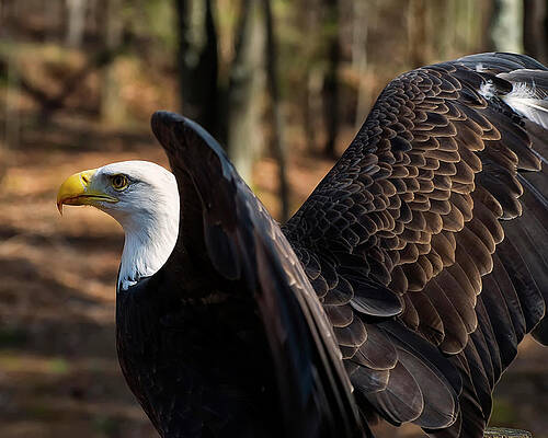 Wall Art featuring the photograph Bald Eagle Preparing For Flight by Flees Photos