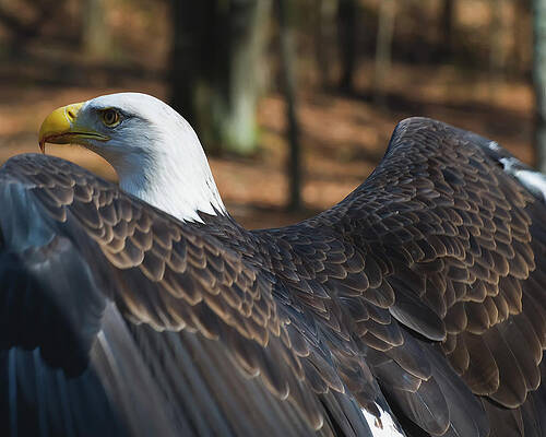Wall Art featuring the photograph Bald Eagle Ready To Fly by Flees Photos