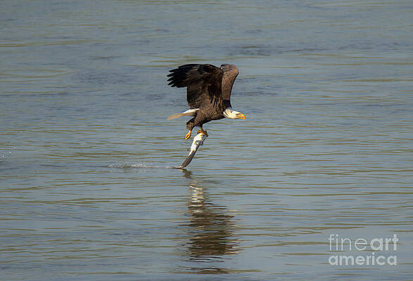 Wall Art featuring the photograph Bald Eagle Successful Swoop by Adam Jewell