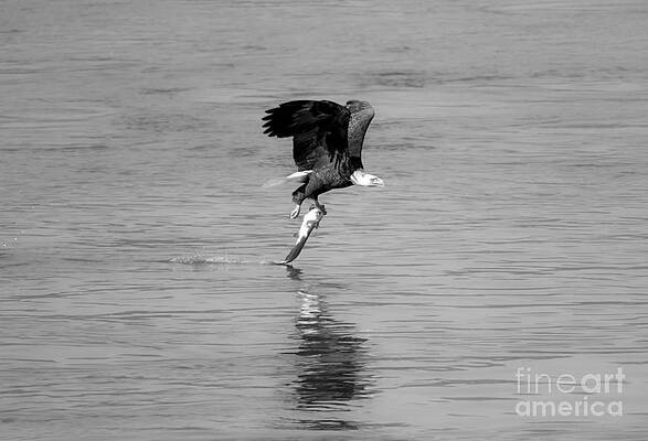 Wall Art featuring the photograph Bald Eagle Successful Swoop Black And White by Adam Jewell