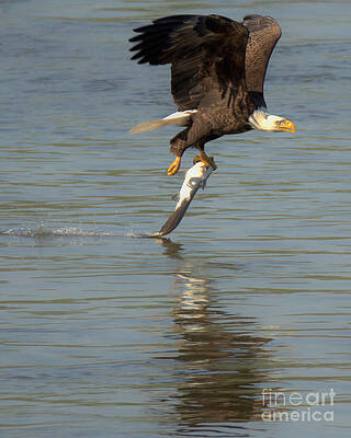Wall Art featuring the photograph Bald Eagle Successful Swoop Closeup by Adam Jewell