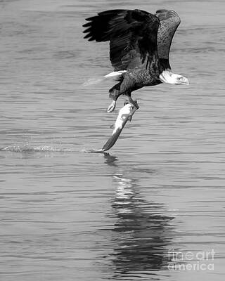 Wall Art featuring the photograph Bald Eagle Successful Swoop Closeup Black And White by Adam Jewell