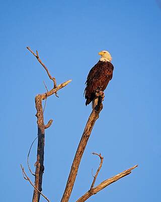 Wall Art featuring the photograph Bald Eagle, UW Arboretum, Madison, WI by Steven Ralser