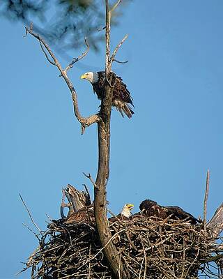 Wall Art featuring the photograph Bald Eagles And Juveniles, UW Arboretu, Madison, WI by Steven Ralser