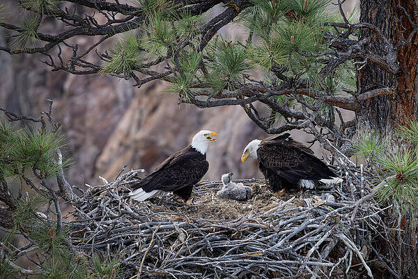 Bald Eagles in Their Nest Wall Art