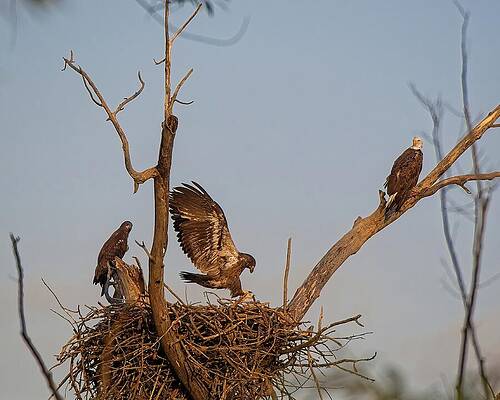 Wall Art featuring the photograph Bald Eagles On Nest, UW Arboretum, Madison, WI 2 by Steven Ralser