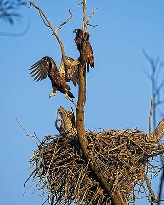Wall Art featuring the photograph Bald Eagles On Nest, UW Arboretum, Madison, WI 3 by Steven Ralser