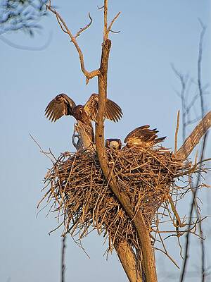Wall Art featuring the photograph Bald Eagles On Nest, UW Arboretum, Madison, WI 4 by Steven Ralser