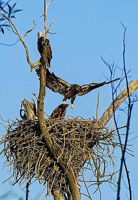 Wall Art featuring the photograph Bald Eagles On Nest, UW Arboretum, Madison, WI by Steven Ralser