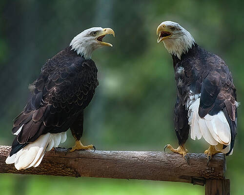 Wall Art featuring the photograph Bald Eagles Singing by Flees Photos