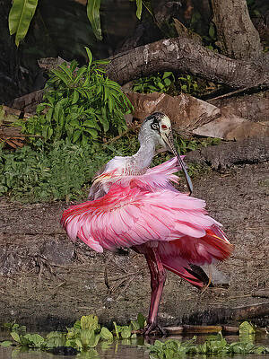 Wall Art featuring the photograph Ballerina In The Swamp by Gina Fitzhugh