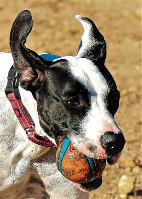 Photograph - Balling2 by John Linnemeyer