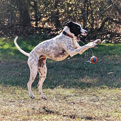 Photograph - Balling4 by John Linnemeyer