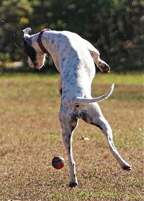 Photograph - Balling6 by John Linnemeyer