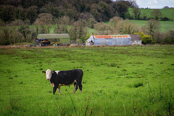 Cork Photograph - Ballygrace Bovine by Mark Callanan