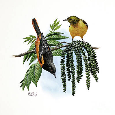 Bird Wall Art featuring the painting Baltimore Oriole by Don Balke