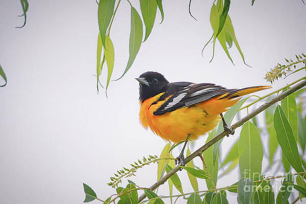 Baltimore Oriole Perched on Branch Photograph