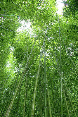 Wall Art featuring the photograph Bamboo 1 by Lisa Chorny