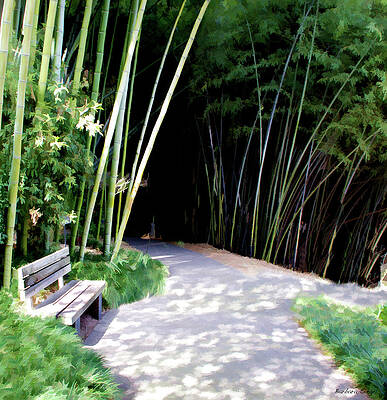 Quiet Wall Art featuring the photograph Bamboo Forest by Barbara Siegel