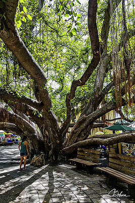 Nature Wall Art featuring the photograph Banyan Tree 2013 by Charlie Osborn