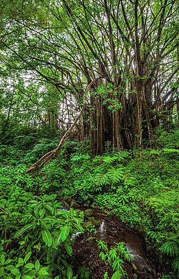 Tree Photograph - Banyan Tree And Stream - Big Island, Hawaii by Abbie Warnock