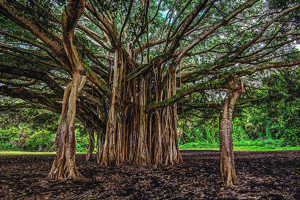 Tree Photograph - Banyan Tree - Big Island, Hawaii by Abbie Warnock