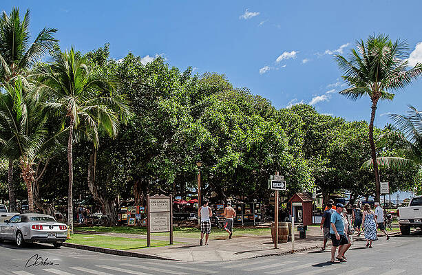 Sky Wall Art featuring the photograph Banyan Tree Corner by Charlie Osborn