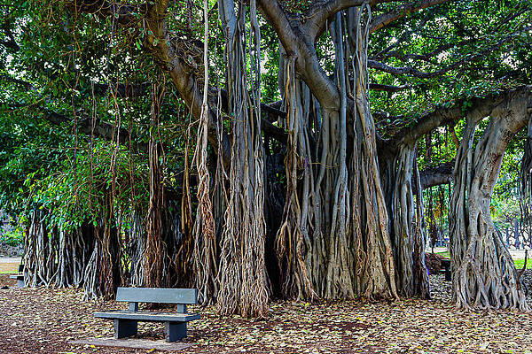 Nature Wall Art featuring the photograph Banyan Tree by David Fountain