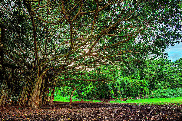 Tree Photograph - Banyan Tree Jungle by Abbie Warnock