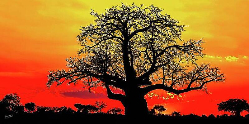 Baobab Silhouette at Sunset by Bruce Block