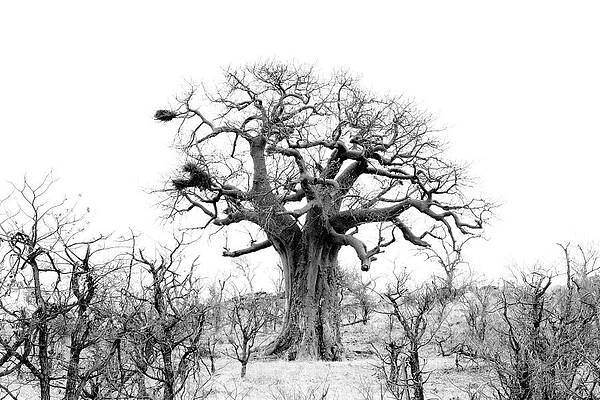 Portland Photograph - Baobab View by Mia Badenhorst