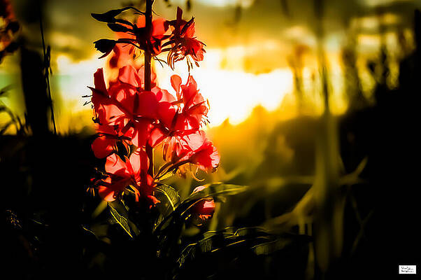 Nature Photograph - Bar-K- Shinning Firsts 2 by Alex John Bergerman