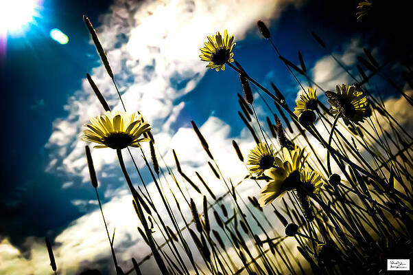 Nature Photograph - Bar-K- Shinning Firsts 3 by Alex John Bergerman